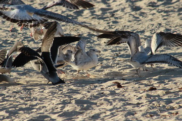 Gaviotas volando en el atardecer en el mar San Carlos sonora