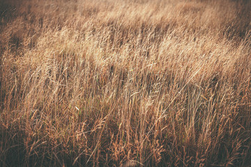 Makara beach natural scenes in Wellington, New Zealand