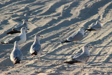 Gaviotas volando en el atardecer en el mar San Carlos sonora