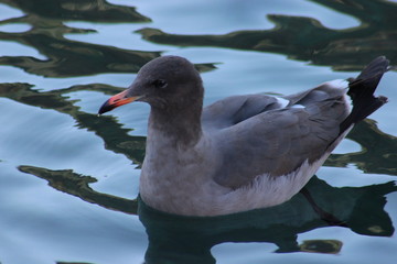 Gaviotas volando en el atardecer en el mar San Carlos sonora