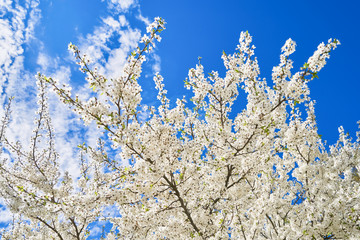 Branches of blossoming cherry against background of blue sky. Spring background.