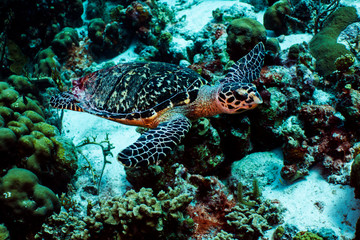 Hawksbill Sea Turtle