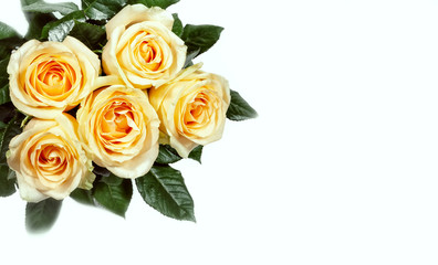 Hybrid tea roses on a white background