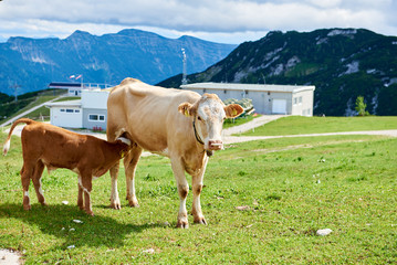 Fototapeta na wymiar On the green grass hillside are two cows. Austrian Alps. The concept of active and eco-tourism