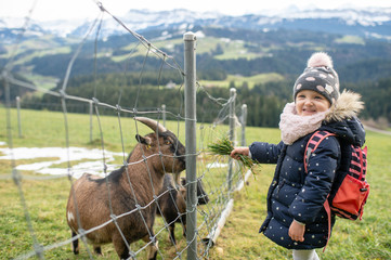 A little girl in warm clothes feeds grass of a mountain goat through a fence in the mountains