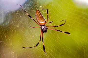 Costa Rican Banana Spider Phoneutria fera