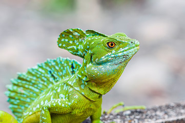 Common Basilisk Basiliscus basiliscus