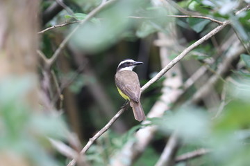 bird on a branch