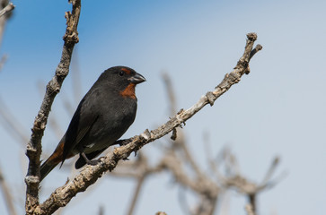 Lesser Antillean Bullfinch