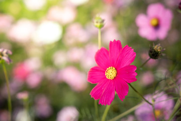 Obraz premium Beautiful Cosmos flowers in garden. Nature background.