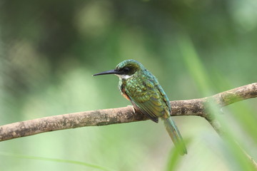 kingfisher on a branch