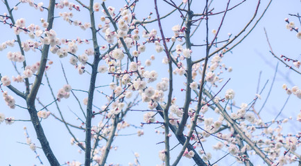 ぶんごうめ