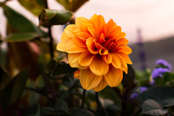 orange flower