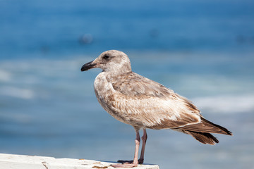 sea gull