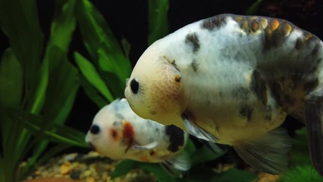 Close up of cute little white fish yawn in a aquarium