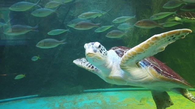 A large sea turtle swims with a school of fish in a aquarium.
