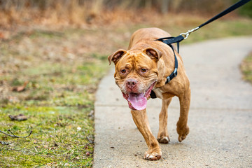 Strong healthy dog walk on leash close up with nobody