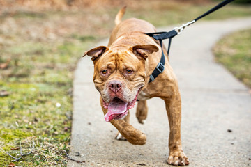 Strong healthy dog walk on leash close up with nobody