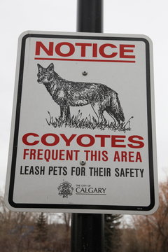 Public sign "COYOTES" in the Calgary City Center in Alberta/Canada