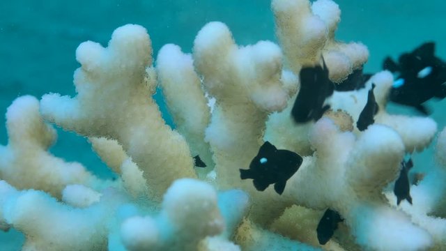 Close uu of babies Domino Damsel (Dascyllus trimaculatus) swims near coral reef