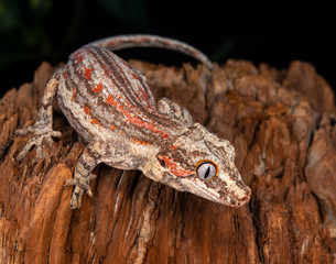 Gargoyle Gecko