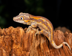 Gargoyle Gecko