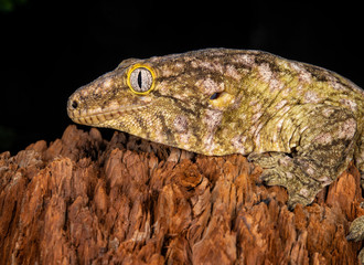 Rhacodactylus leachianus