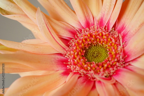 ガーベラ オレンジ色 一輪 接写 マクロ 白背景 白バック ビビットカラー Approach Wall Mural Approa Nobuaki Aoki