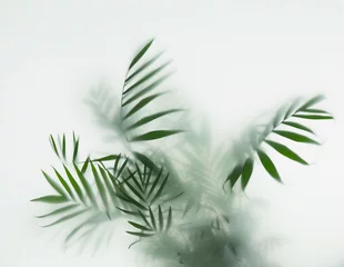 Foto op Plexiglas Mistige ochtendstond palm in mist
