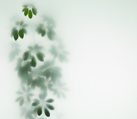 abstract blurred leaves