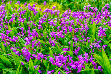 Obraz premium Closeup of purple flowers in a green garden