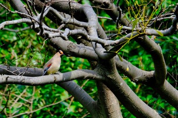 japanese waxwing is on branch