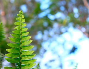 Green fern leaf fragment offset with text space on one side.