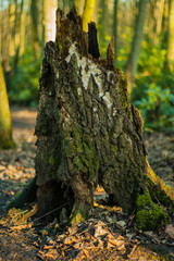 Tree Stump