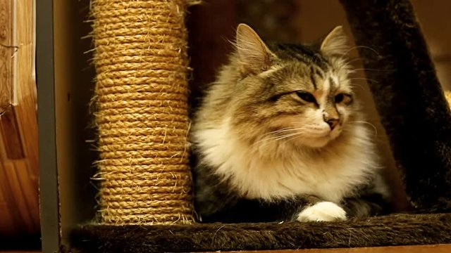gray with white cat, lies in a co-home