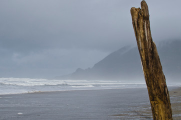 The lone drift wood log on the misty coast of the oregon winter sea. 