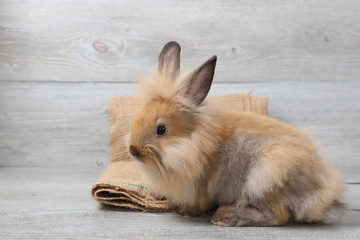 cute brown easter bunny rabbit on sackcloth with wood background