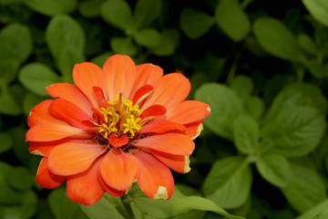 Beautiful flower adorning the house garden