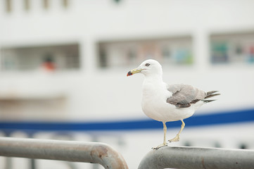 Seagull near the sea and ship in the natural environment. Close-up portrait of a sea bird. A white grey feathered bird with a yellow beak in the open air.