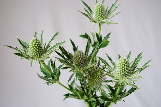 エリンジウム Images Browse 61 Stock Photos Vectors And Video Adobe Stock