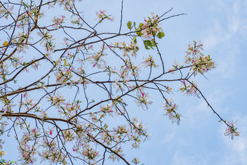 natural flowers background of white mountain ebony tree flowers
