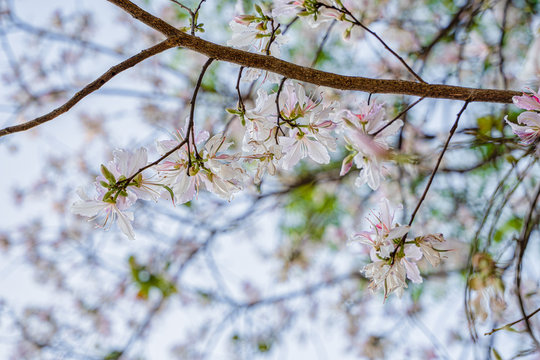 Natural Flowers Background Of White Mountain Ebony Tree Flowers