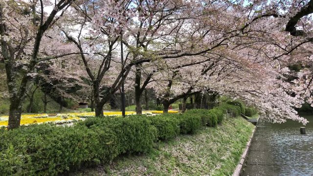 春の安倍文殊院、奈良