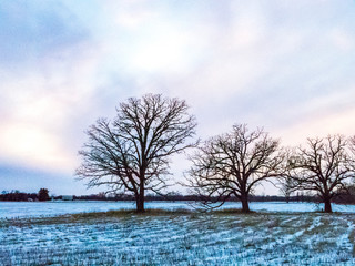 Pink and blue colored clouds over three oak trees in a winter field