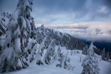 Fototapeta na wymiar Canadian Nature Landscape covered in fresh white Snow during colorful winter sunset. Taken in Seymour Mountain, North Vancouver, British Columbia, Canada. Panorama