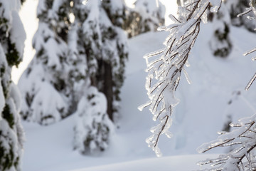 Canadian Nature Landscape covered in fresh white Snow during winter. Taken in Seymour Mountain, North Vancouver, British Columbia, Canada.