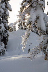 Canadian Nature Landscape covered in fresh white Snow during winter. Taken in Seymour Mountain, North Vancouver, British Columbia, Canada.