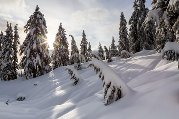 Obraz premium Canadian Nature Landscape covered in fresh white Snow during winter. Taken in Seymour Mountain, North Vancouver, British Columbia, Canada.