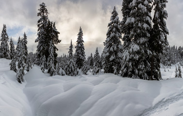 Canadian Nature Landscape covered in fresh white Snow during winter. Taken in Seymour Mountain, North Vancouver, British Columbia, Canada.