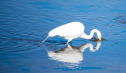 Shorebirds by the Sea